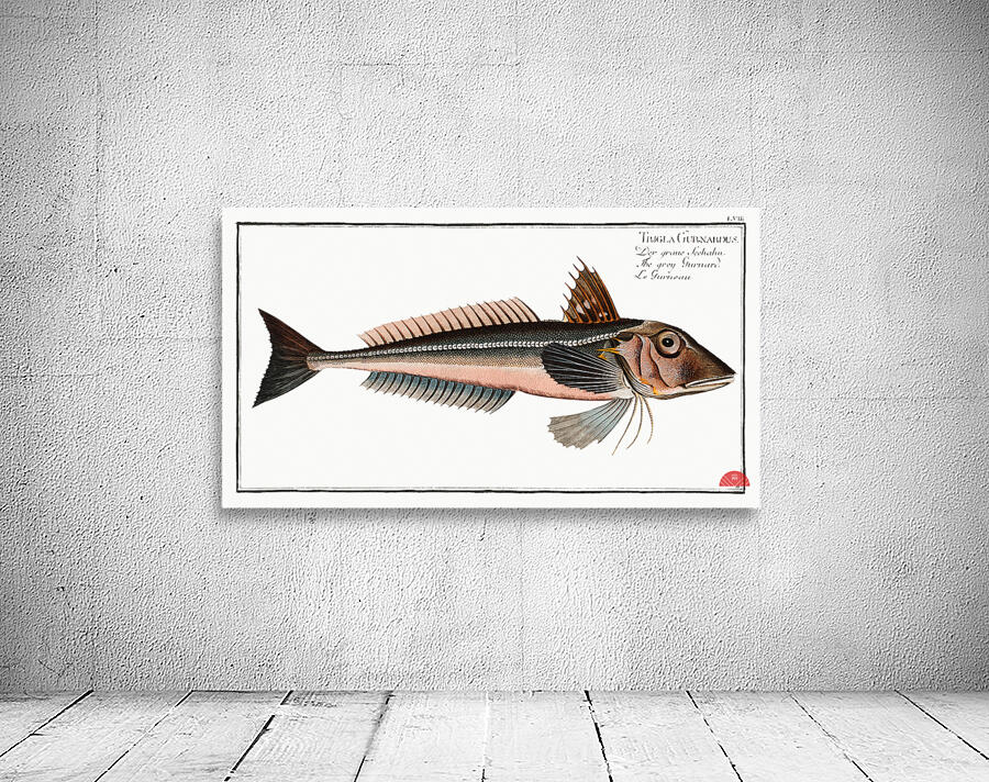 Grey Gurnard Trigla Gurnardus Wall Preview