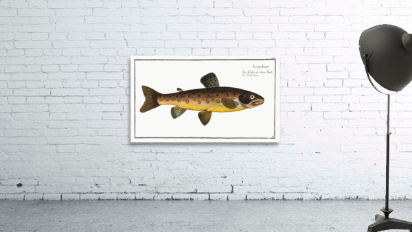 Brown Trout Salmo Fario Wall Preview