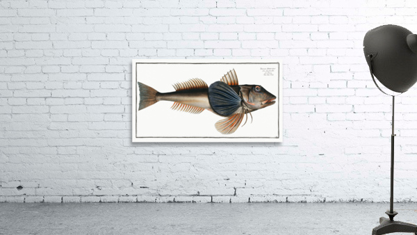 Tub-Fish Trigla Hirundo Wall Preview