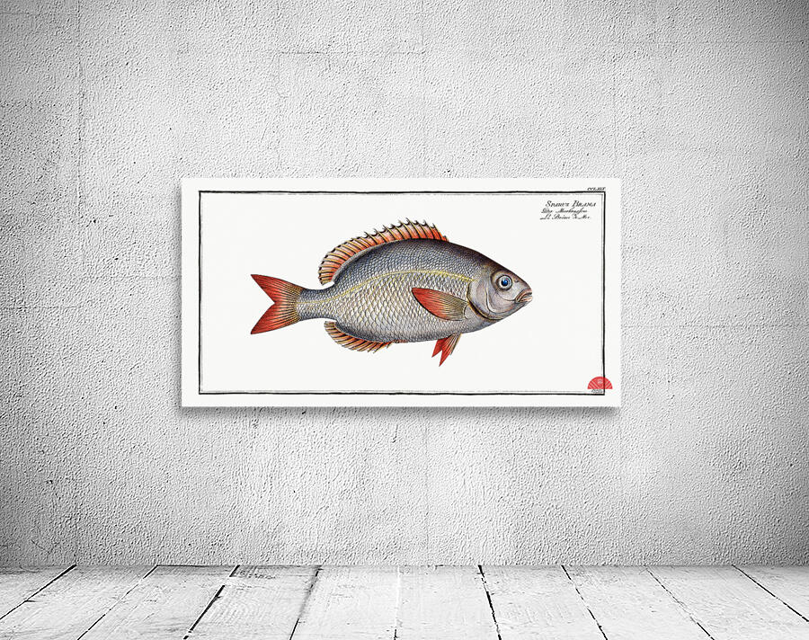 Sparus Brama Wall Preview