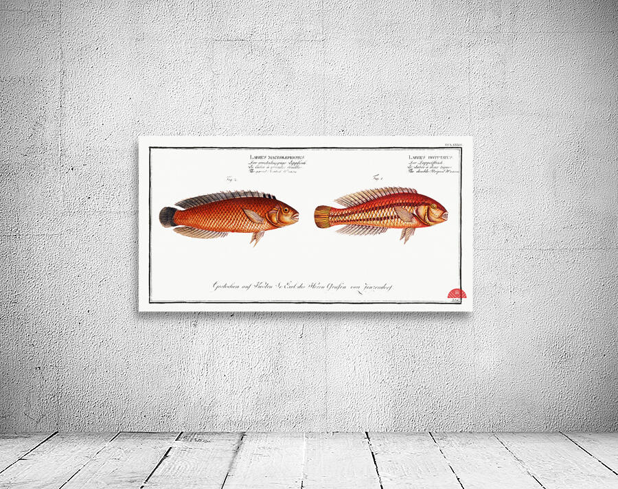 1. Double-Striped Wrasse Labrus bivittatus 2. Great-Scaled Wrasse Labrus macrolepidotus Wall Preview