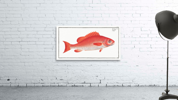 Bodianus Aya Wall Preview