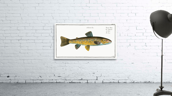 Trout Salmo Fario Wall Preview