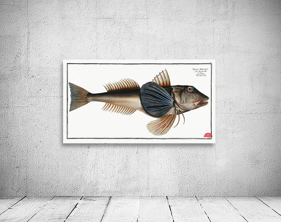 Tub-Fish Trigla Hirundo Wall Preview