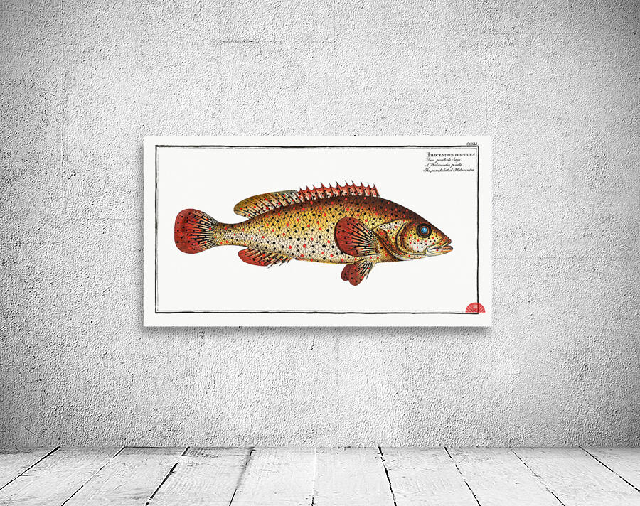 Punctulated Holocentre Holocentrus punctatus Wall Preview