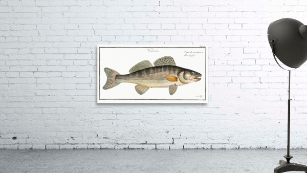 Picke-Perch Perca Lucioperca Wall Preview
