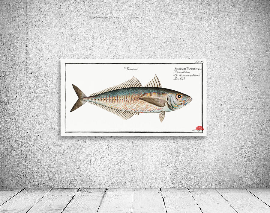 Scad Scomber Trachurus Wall Preview