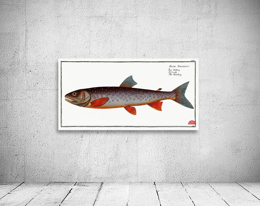 Salveling Salmo Salvelinus Wall Preview