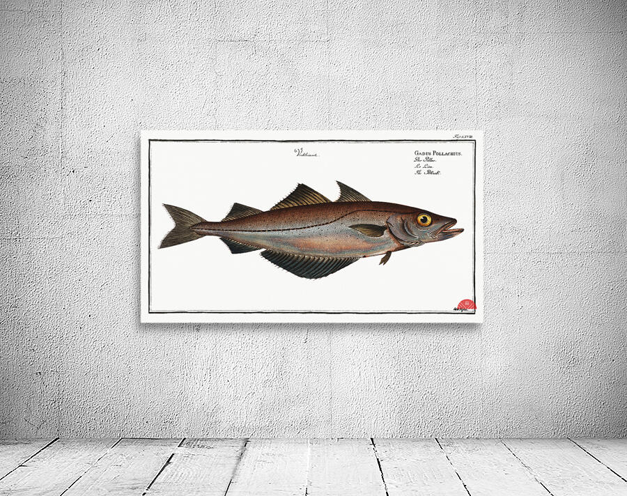 Pollack Gadus Pollachius Wall Preview