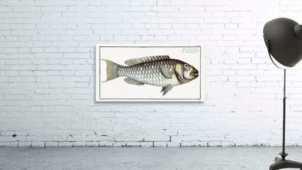 Sparus Abildgaardi Wall Preview