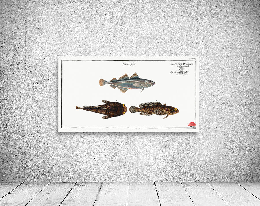 1. Poor Gadus Minutus 2. 3. Toald-Fish Gadus Tau Wall Preview