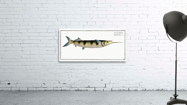 Under-Sword-Fish Esox brasiliensis Wall Preview