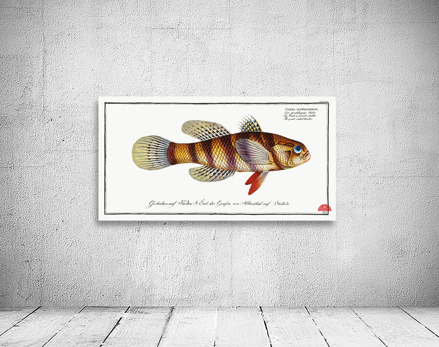 Great-scaled Umber Sciaena macrollpidota Wall Preview