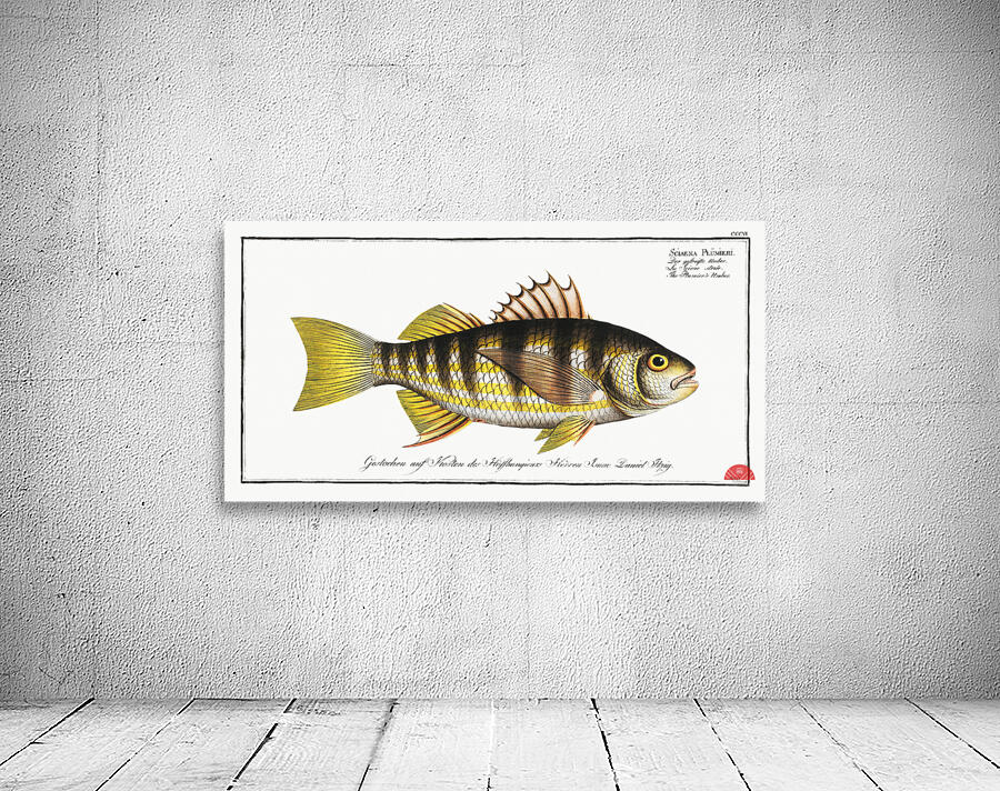 Plumiers Umber Sciaena Plümieri Wall Preview