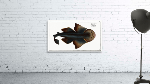 Angel FIsh Squalus Squatina Wall Preview