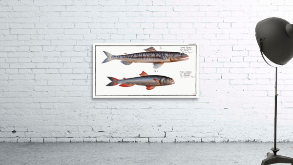 1. Sea-Lizard Salmo Saurus 2. Sea-Sparrow-Hawk Salmo foetens Wall Preview