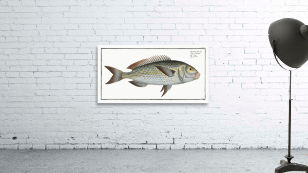 Goldlin Sparus Salpa Wall Preview