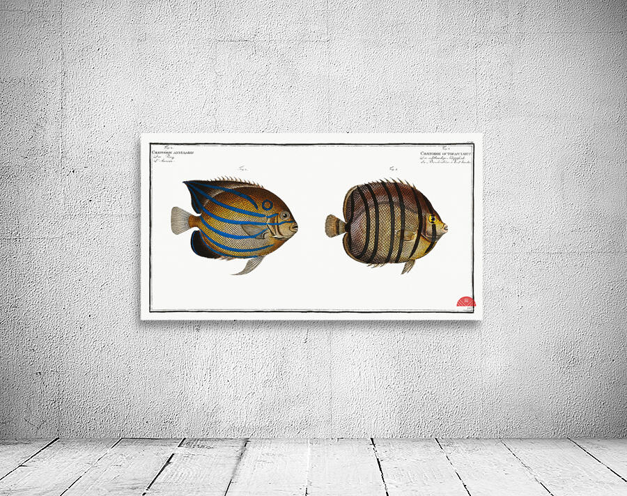 1. Chaetodon octofasciatus 2. Chaetodon annularis Wall Preview