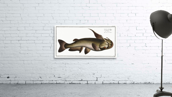 Horned Silure Silurus militaris Wall Preview