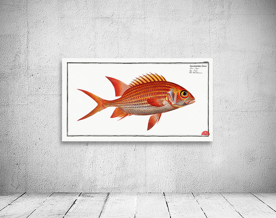 Welshman Holocentrus Sogo Wall Preview