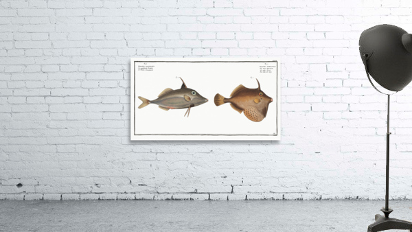 1. Little Old-Wife Balistes Tomentosus 2. Short-nosed tripod fish Balistes biaculeatus Wall Preview