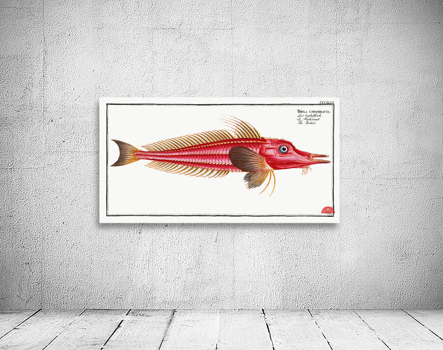 Rochet Trigla cataphracta Wall Preview