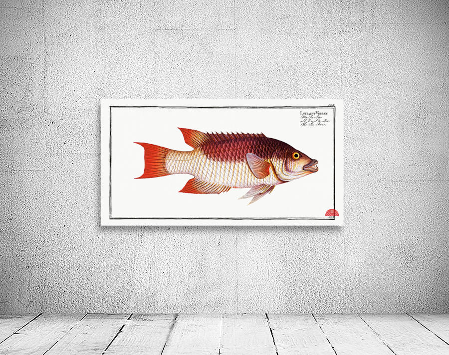 Sea Boar Lutianus Vrres Wall Preview