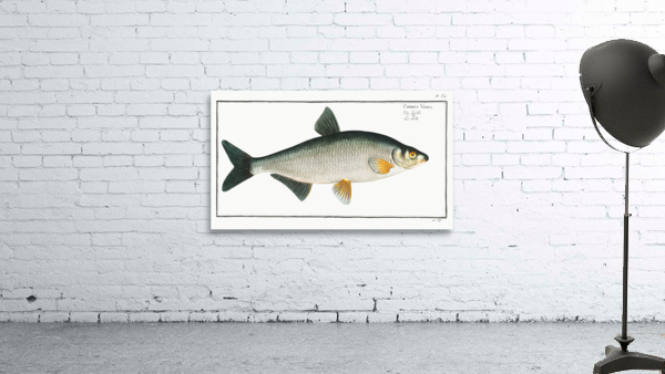 Vimba Cyprinus Vimba Wall Preview