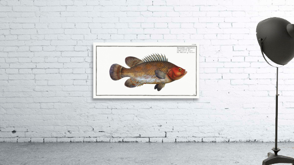 Holocentre of Surinam Holocentrus surinamensis Wall Preview