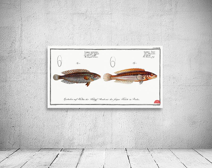 1. Rainbow-fish Labrus Julis 2. Dropped Wrasse Labrus Guttatus Wall Preview