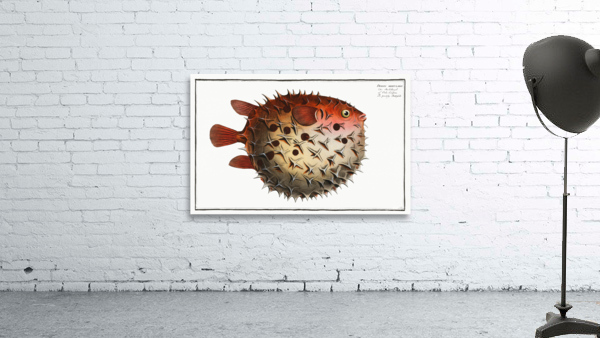 Prickly Bottlefish Diodon orbicularis Wall Preview