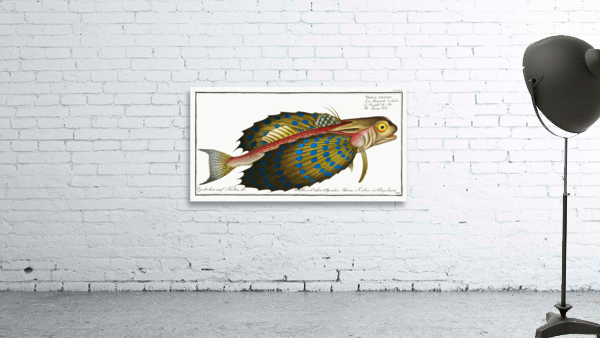 Flying-Fish Trigla volitans Wall Preview