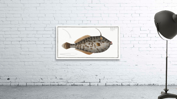 Mingo Balistes Monoceros Wall Preview