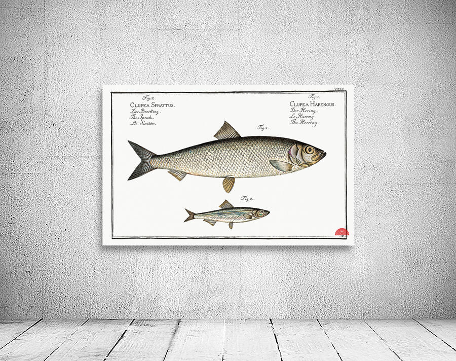 1. Herring Clupea Harengus 2. Sprat Clupea Sprattus Wall Preview