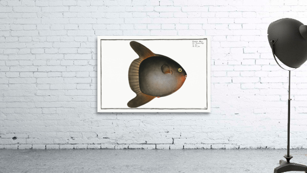 Sun-fish Diodon Mola Wall Preview