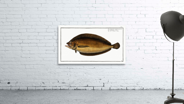 Pleuronectes macrolepidotus Wall Preview