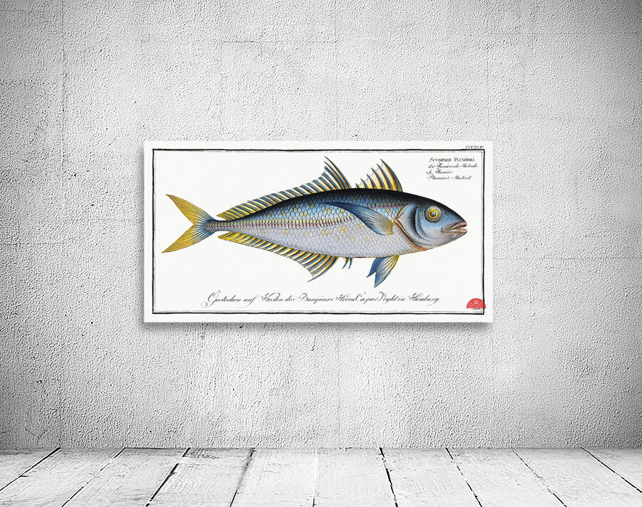 Plumiers Mackrel Scomber Plumieri Wall Preview