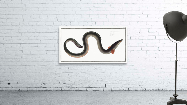 Eel Muraena Anguilla Wall Preview