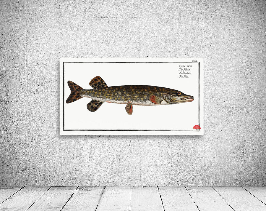 Pike Esox Lucio Wall Preview