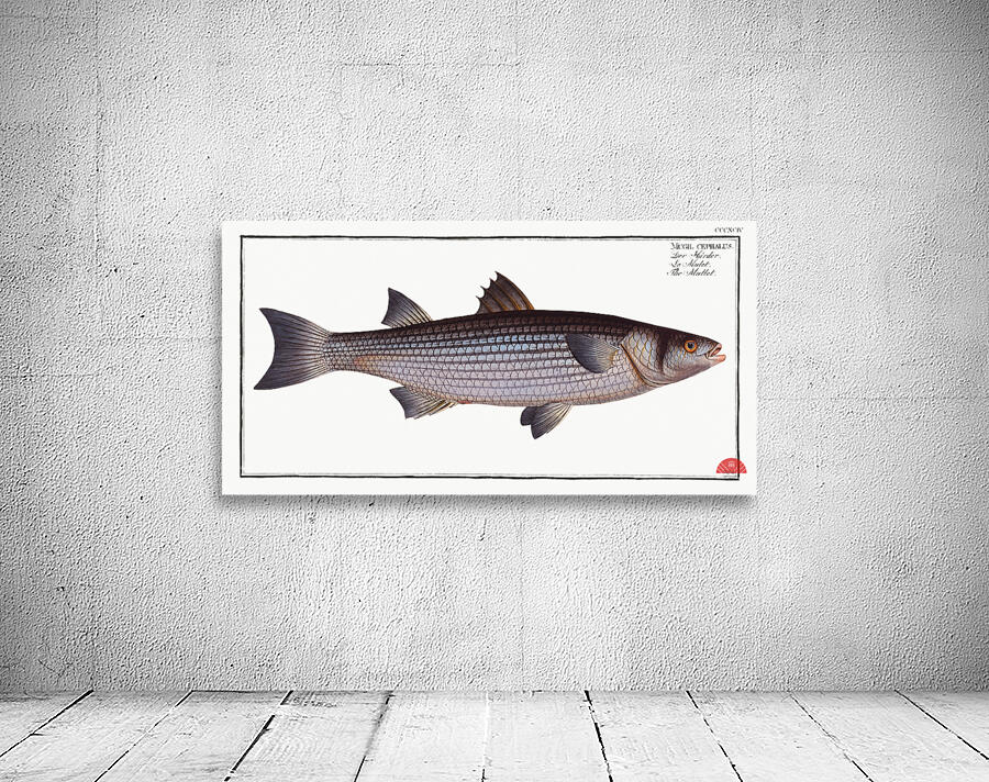 Mullet Mugil cephalus Wall Preview