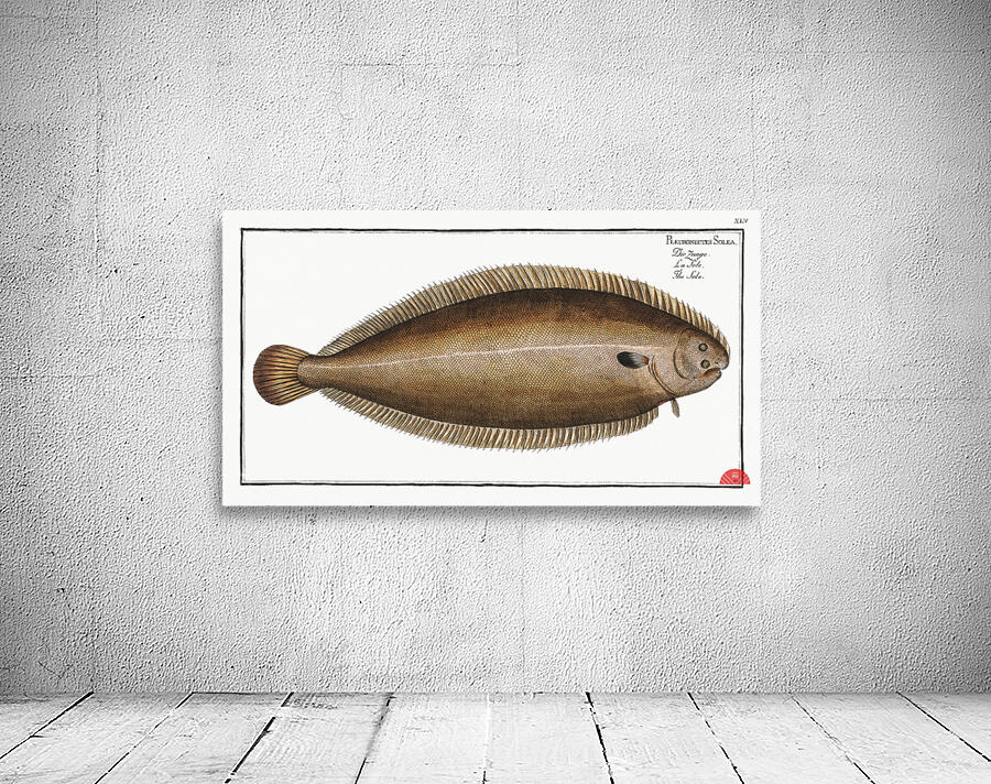 Sole Pleuronectes Solea Wall Preview