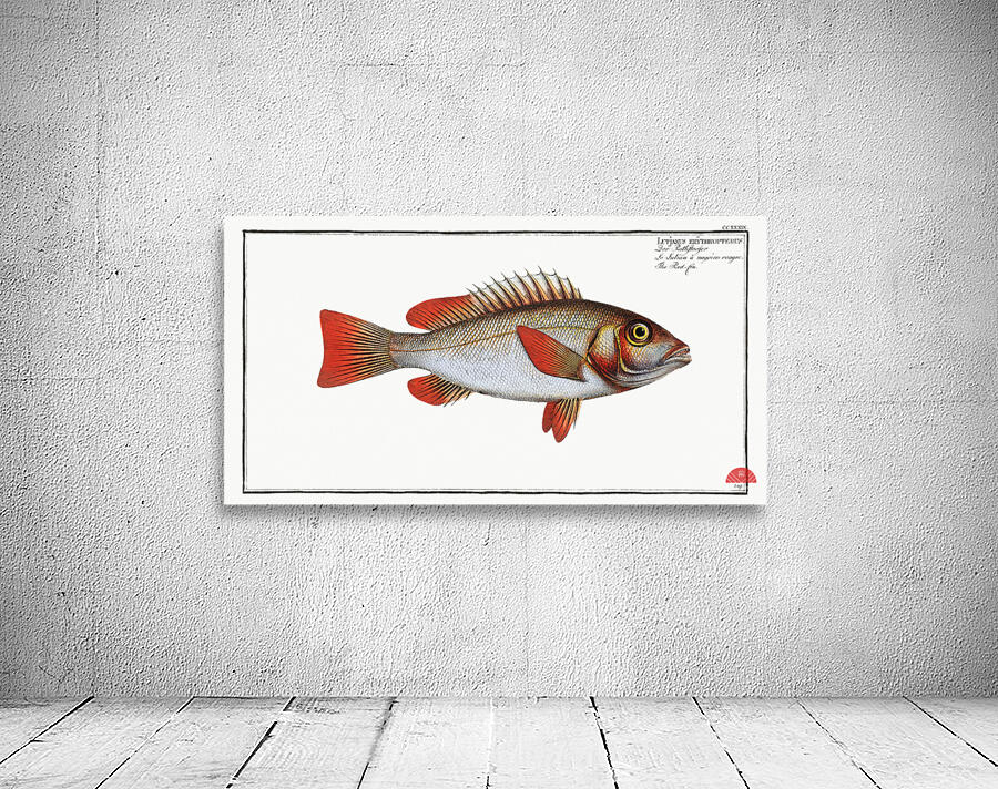 Red-fin Lutjanus erythropterus Wall Preview