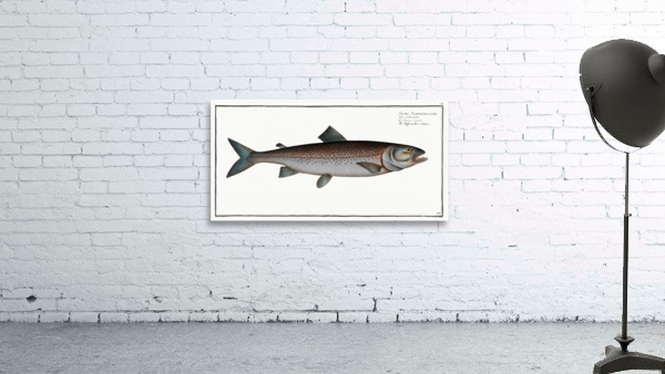 Schifermillers Salmon Salmo Schifermulleri Wall Preview
