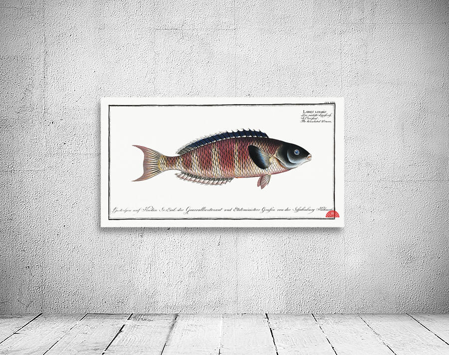 Lunulated Wrasse Labrus lunaris Wall Preview