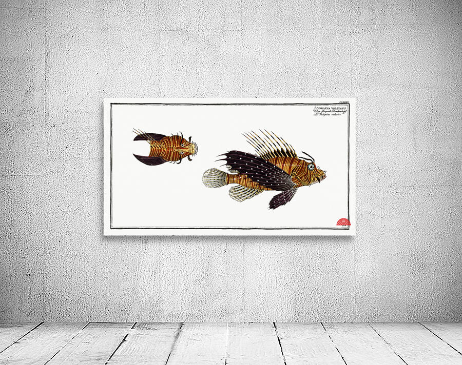 Scorpaena volitans Wall Preview