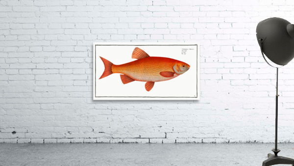 Orf Cyprnus Orfus Wall Preview