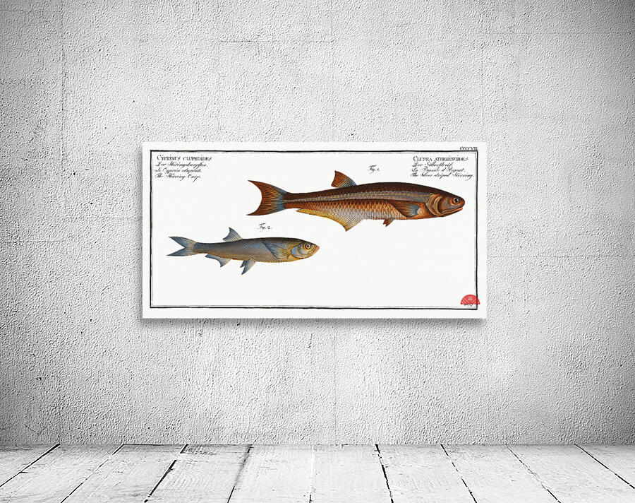 1. Silver-striped Herring Clupea atherinoides 2. Herring-Carp Cyprinus clupeoides Wall Preview