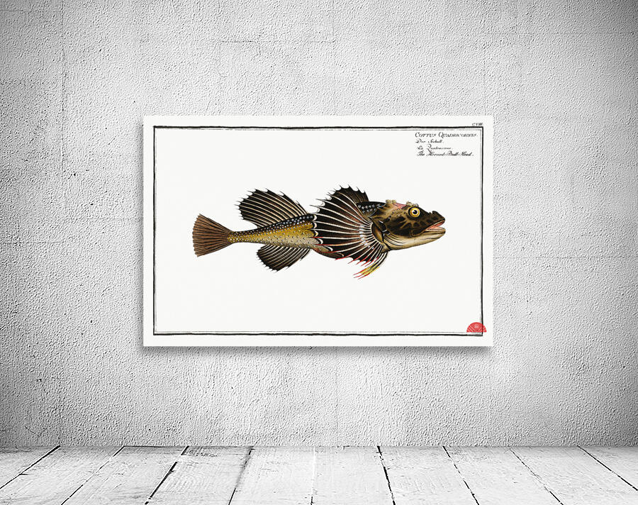 Horned Bull-Head Cottus Quadricornis Wall Preview