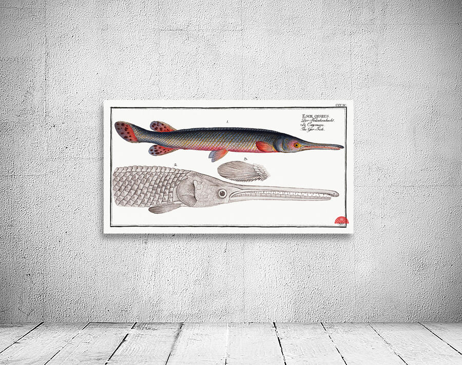 Gar-Fish Esox osseus Wall Preview