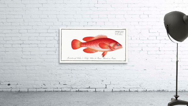 Red Wall-eye Epinephelus ruber Wall Preview